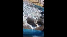 10 Olive Ridley turtles accidently caught in Fishermen nets,released in sea in Dhanushkodi