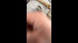 Giving A Puppy Tortilla Chip Dreams