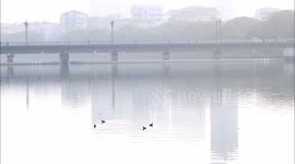 Wild grebes in the Huangbai River in Yichang, China