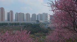 Tourists Visit Among Blooming Plum Blossoms in Chongqing, China