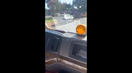 Dog Pretends to Be A Driver