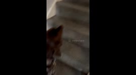 Dog Gets Caught Hiding An Egg