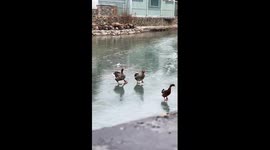 Geese appear to dance as they waddle over frozen lake
