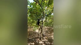 West African farmers harvest cocoa as shortages cause chocolate price surge