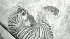 Critically endangered newborn Sumatran tiger cubs cuddle with mum