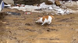 Cat tip-toes through muddy path, taking careful steps to keep its paws clean