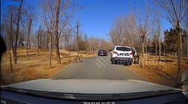 Motorists honk to warn visitors exiting car as wolf approaches at wildlife park in China