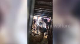 Leopard rescued after getting head stuck inside metal bucket in west India