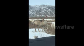 Herding dog spotted taking a ride on sheep's back in Inner Mongolia