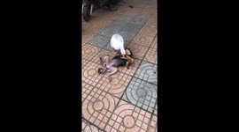 A beautiful goose tickles a cute dog in the front yard of the house