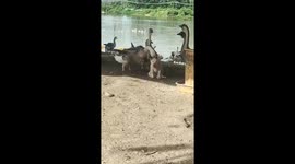 Goose and dog playfully interact in China