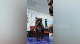 Lonely dog carries frog in its mouth for company