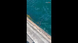 Shark gets in the way of fishermen trying to catch a fish *Incredible*