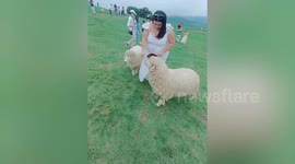 Possessive pet dog chases away sheep being fed by owner