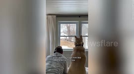 Couple build luxury house for their neighbourhood stray cat and now he sleeps there every night