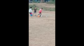 Pet Jack Russel dogs join kids playing football
