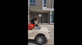 Pet chihuahuas cruise through streets in electric toy