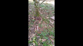Can you see it? Nightjar baffles locals by camouflaging perfectly on the ground