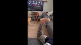 Dog can't stop drooling after owner pretends to fall asleep with food in hand
