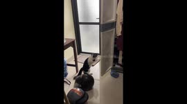 Meowmed Ali