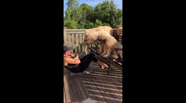 Trio of Goldendoodles Provide Workout Motivation