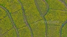 Tourists Enjoy Blooming Rapeseed Flowers on Guangyang Island in Chongqing, China