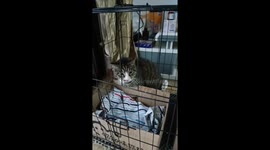 Rescued Stray Kitten Shows Remarkable Strength in China