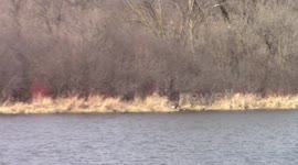 Adult Bald Eagle rips marsh grass out of ground and flies it to its nest