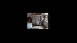 Clumsy Awakening: Dog's Rollover Causes Cage to Collapse in China