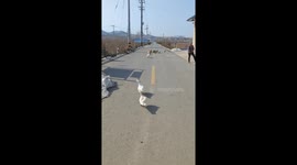Surprising Communication: Duck Takes Flight on Owner's Prompt in China