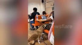 Stray dog sweetly rests chin on student’s lap at school
