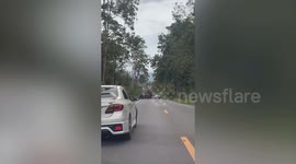 Elephant stands in middle of road to check passing cars