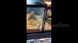 Lizard Mimics Human Behavior in China