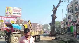 Two women injured as poorly planned tree crushes house while being removed