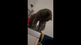 Crafty cat chronicles: Anhui mischief caught on camera