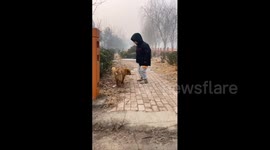 Little Dog and Young Owner Share on a Walk in Shandong, China