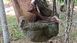 Wildlife rescuers save Sunda flying lemur stuck on barbed wire in Thailand