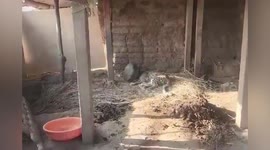 Forest officials use saw to remove metal pot off leopard's head five hours after it was stuck