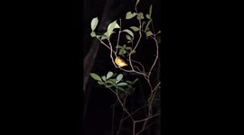 The black-backed dwarf kingfisher(Ceyx erithaca) At Night In The Jungle