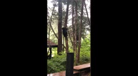 Bear Chased Up Tree By Dog
