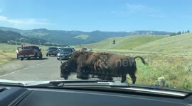 A Herd of Bison Crossing Road In The Grand Teton National Park