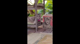 Pet cat strikes perfectly timed pose next to tiger image on cardboard box
