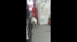 Rescued Nizhny Novgorod dog Krugets sheds 40 kilograms, finds hope and mobility