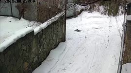 Dog alarmed after earthquake rocks south Kazakhstan