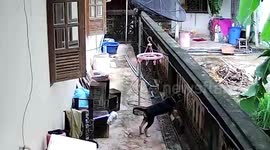 Family help struggling dog remove head from concrete wall