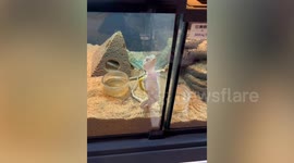 Pet gecko strikes a pose like he's taking an IG selfie