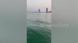 Giant freshwater stingray swims freely along Mekong River in Cambodia