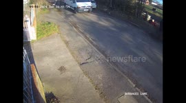 VIDEO: Couple devastated after chihuahua killed in the street by another dog and they are left with £8,500 vet bill