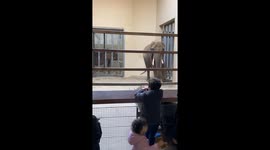 African Elephant at Pittsburgh Zoo & PPG Aquarium Prepares for its “Pedicure”