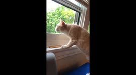 Ginger Orange House Cat Turns Into an Apex Predator Upon Seeing A Bird Outside the Window